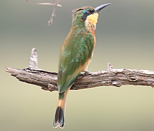 Zimtbrust Bienenfresser, Merops oreobates